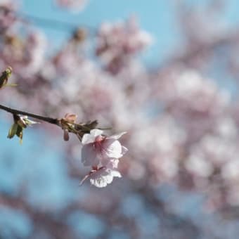 新栄団地に咲く桜