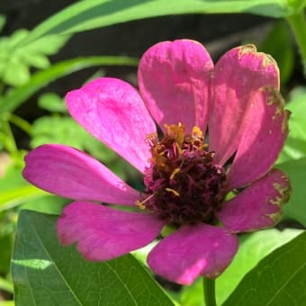 夏に立ち向かう花