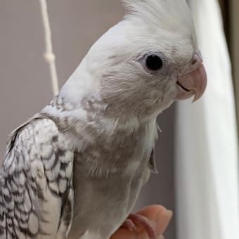 ホワイトフェイスパールパイドのオカメインコが成長中