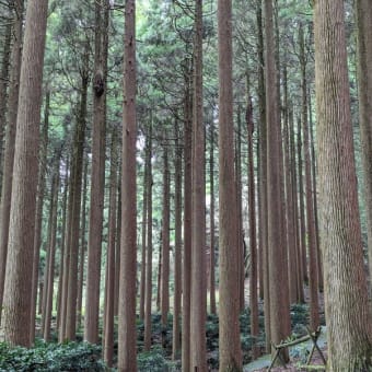 指宿　→　佐多岬　→　霧島　その４