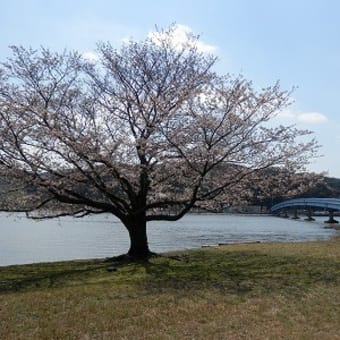 青島のソメイヨシノ　今が見頃　～湖山池・鳥取市～