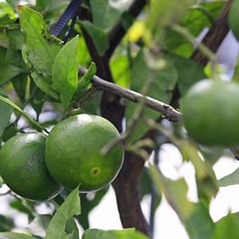 庭の植物　　「秋」