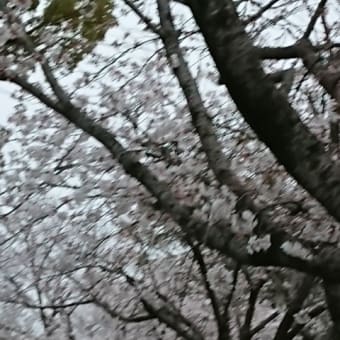 桜の景色など。写真。