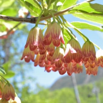 八ヶ岳の花