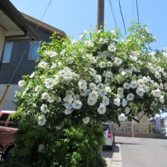 今年も薔薇が咲き始めました。