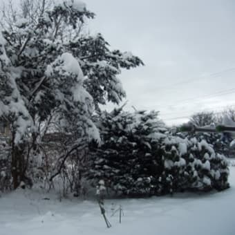 雪！！！・・・レイノー症状