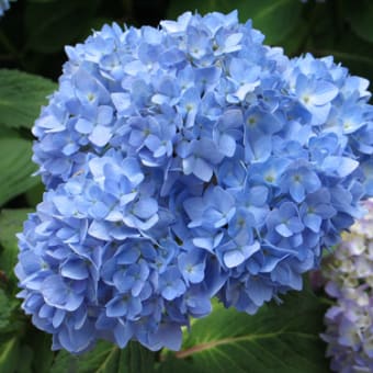 アジサイ 紫陽花