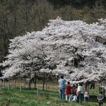 熊本　桜巡り２