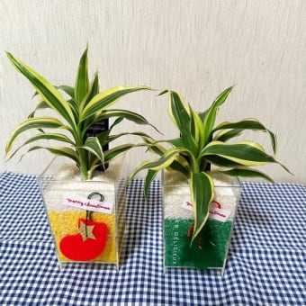 シクラメンジックスと観葉植物