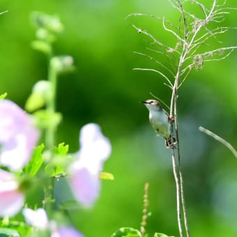 池島の野鳥