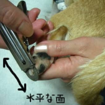 爪切りの向き、間違ってるかも？