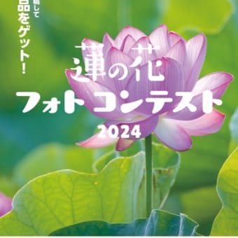 千秋公園の蓮