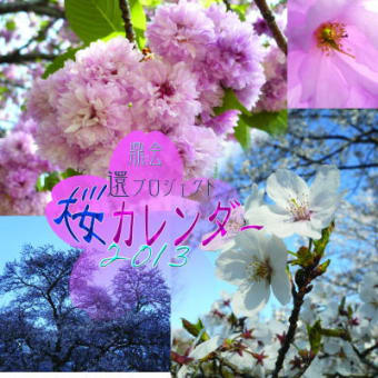 2013年桜カレンダー