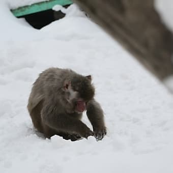 旭山動物園へ