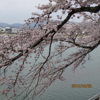 犬山城と桜