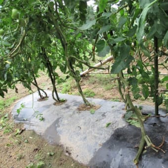 トマト連続摘心栽培の下葉整理
