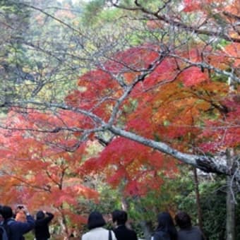 香嵐渓＆京都紅葉紀行－９　嵯峨野編