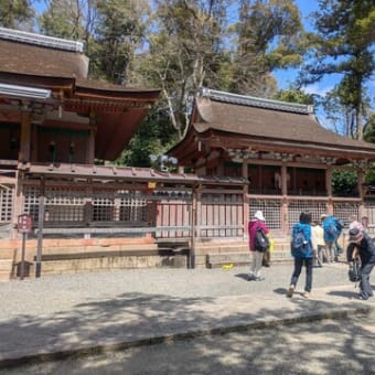 第１回ハイキング2025（石清水八幡宮、背割り堤お花見ハイキング）