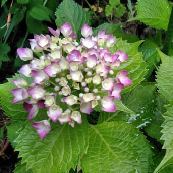 百合の花が咲き始め、そして紫陽花も。