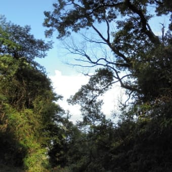 北本妙寺林道→本妙寺山緑地公園周回2024.8月