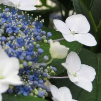 「紫陽花」の季節