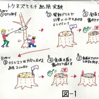 「明徳公園トウネズミモチ駆除実験」