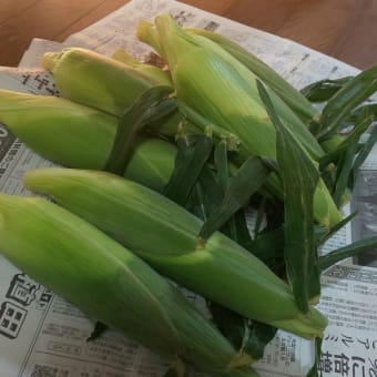 とうもろこし🌽