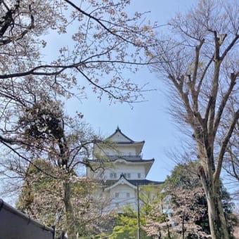 4月2日 小田原城の桜もチラホラと咲き始めました！小田原散策のあとは漁師の浜焼 あぶりやで海鮮を！