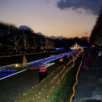 国営昭和記念公園のライトアップ