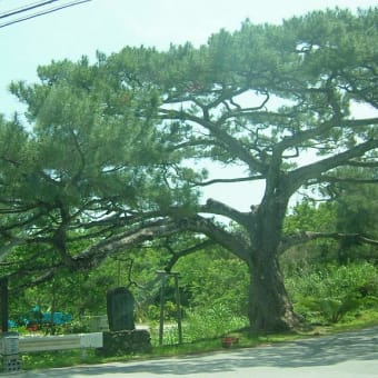 旧久志村・「底仁屋の御神松」