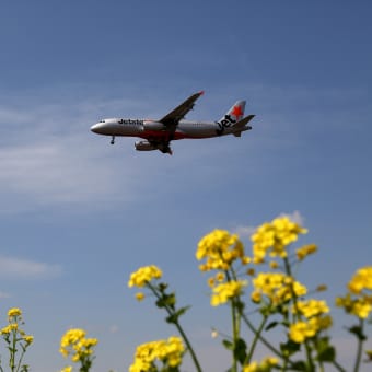 成田空港RWY16Lエンドに菜の花が咲いてまスター！☆