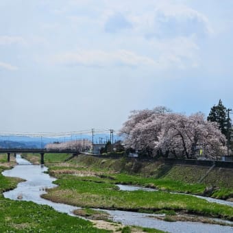 江刺桜まつり2025.4.17