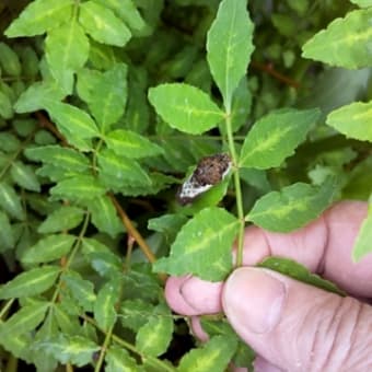 アゲハの幼虫時代