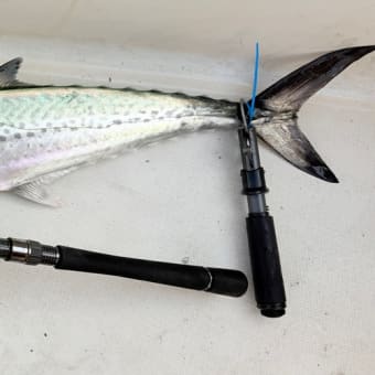 MSB892-PE ベイトモデルの逸品が!! - SEABASS JUNKIE MSB892-PE ベイトモデルの逸品が!! - SEABASS JUNKIE