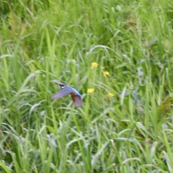 春雷とカワセミ