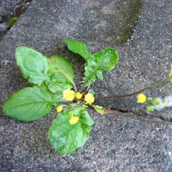 名無しの花