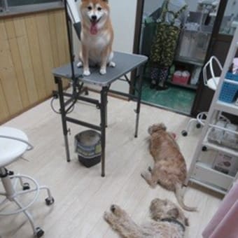 雨にも負けず、よく頑張ったかな？
