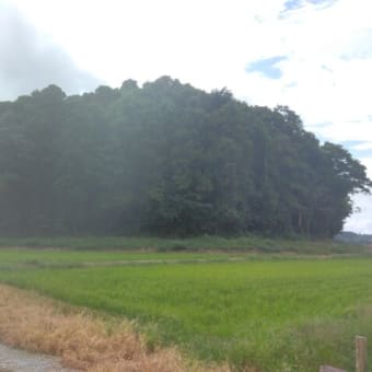 千葉県・匝瑳市の城跡探検①　大堀城跡(探検失敗)