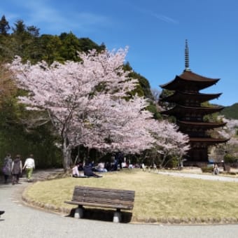 山口市瑠璃光寺の桜···🎵