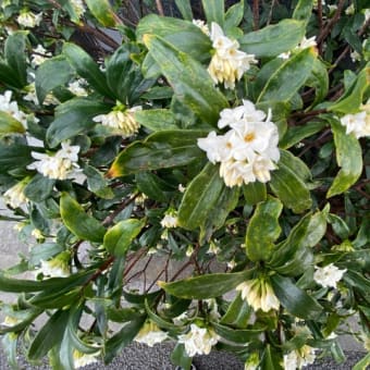 西調布駅前通りに、沈丁花が咲きました。