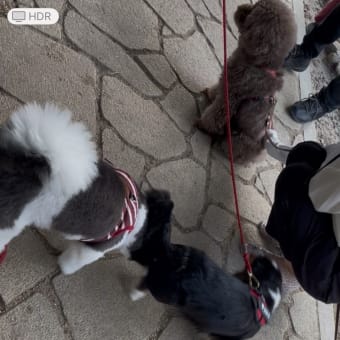 翡翠を待つ人もゐて犬溜り