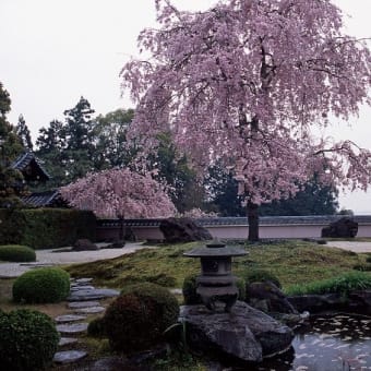 京都大原野　正法寺の枝垂れ桜