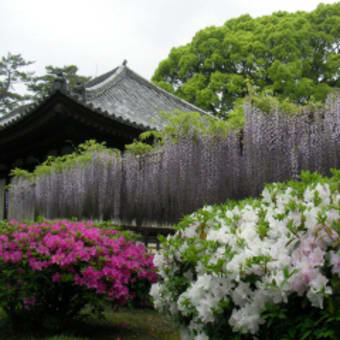 平等院・恵心院（5月2日）