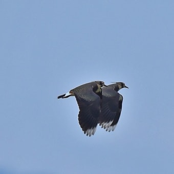 今日の野鳥 ・・ タゲリ ・・今年も ② 。。