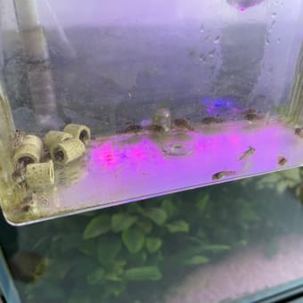 スーパースター登場