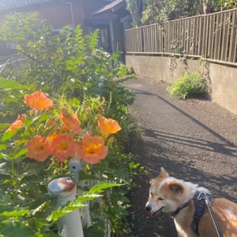 蛇とヤモリと地震とオトン