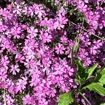 芝桜
