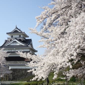 Beautiful Sakura and Kaminoyama Castle in Yamagatad