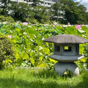千秋公園の蓮
