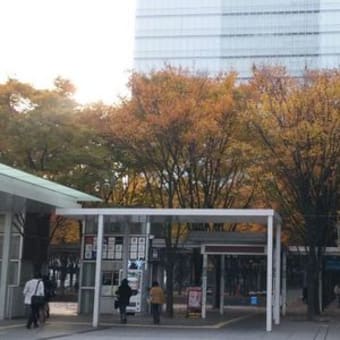 紅葉か黄葉か？